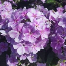Garden phlox tall for sale  Gastonia
