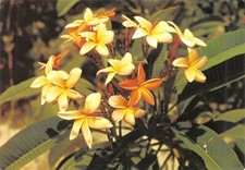 Cpm caribbean frangipani d'occasion  Expédié en Belgium