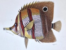 Gravure originale aquarellée d'occasion  Asnières-sur-Seine