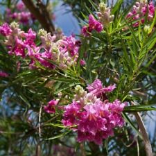 100 desert willow for sale  Paulden