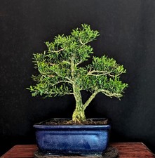 Bonsai chinesischer buchsbaum gebraucht kaufen  Bielefeld