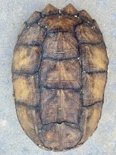 Genuine snapping turtle for sale  Valley Center