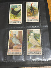 red pigeons for sale red pigeons for sale NEWPORT