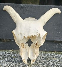 Scary sheep skull for sale  PLYMOUTH
