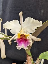 Cattleya orchid rex for sale  Mountain View