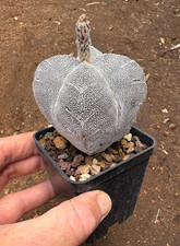 Astrophytum myriostigma cv. usato Astrophytum myriostigma cv. usato  Menfi
