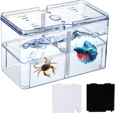Small betta fish for sale  Brooklyn