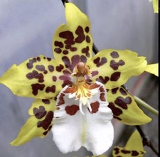 Odcdm. dorothy winsom for sale  Bogalusa