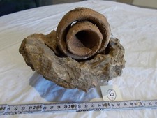 Gastropode fossile.conus bulbo d'occasion  Sainte-Maxime
