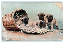 Cute puppies dog for sale  Glastonbury