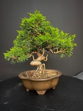 Japanese itoigawa shimpaku for sale  Winter Haven