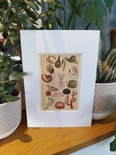 Antique sea worms for sale  BASINGSTOKE