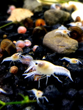 White crayfish juvenile for sale  Cairo