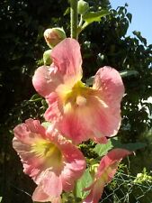 Stockrosen samen blüte gebraucht kaufen  Deutschland