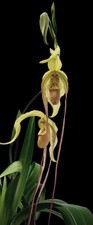 Phragmipedium leslie garay usato  Spedire a Italy