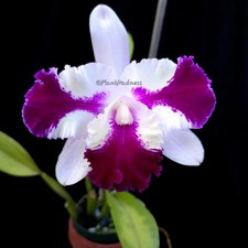Lc. taiwan beauty for sale  Loxahatchee