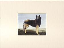 Belgian shepherd lovely for sale  COLEFORD
