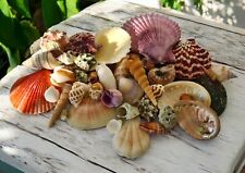 Craft shells natural for sale  AXBRIDGE
