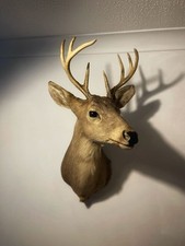 Taxidermy deer stag for sale  WIGAN