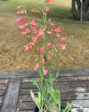 Penstemon twizzle pack for sale  GLOUCESTER