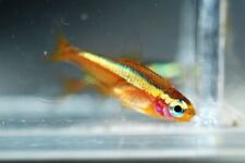 Gold cardinal tetras for sale  Crystal Lake