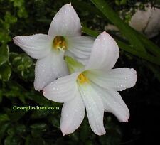 Habranthus robustus rain for sale  Claxton