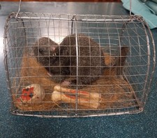 Halloween rat cage for sale  Belle Vernon