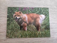 Chow chow alte gebraucht kaufen  Borna