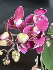 Mini rchidee phalaenopsis gebraucht kaufen  Bremen