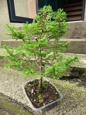 Magnifique bonsai cypres d'occasion  Urbès