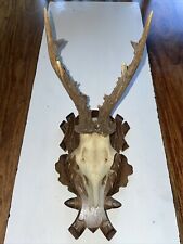 roe deer antlers for sale roe deer antlers for sale GREAT YARMOUTH