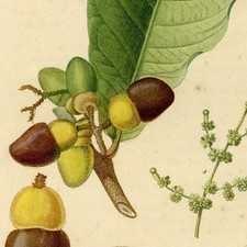 Anacardier flore médicale d'occasion  France