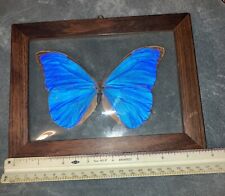 Taxiderm butterfly morpho for sale  Lincoln