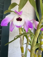 dendrobium nobile usato dendrobium nobile usato Lariano