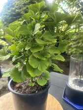 Ginkgo biloba pre for sale  Issaquah