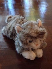 Keel kayla cat for sale  EASTBOURNE