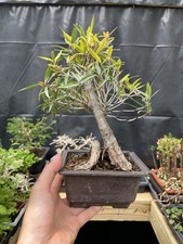 Willow leaf ficus for sale  Wallkill