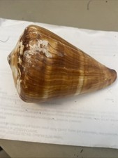 114mm conus vexillum for sale  Sanibel