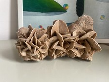 Rosa del deserto usato  Vittuone