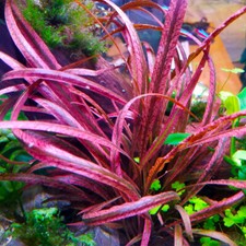 Cryptocoryne spiralis red for sale  HOUNSLOW