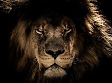 Black lion poster for sale  Wichita