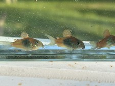 Home hobbyist bred for sale  Jensen Beach