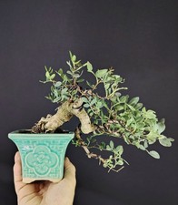 Shohin bonsai lentisco usato  Venezia