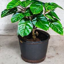 Coffee coffea arabica for sale  HASLEMERE