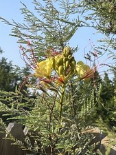 Mexican bird paradise for sale  Dripping Springs