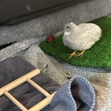 Button quails for sale  Santa Clarita