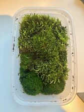 Large live moss for sale Large live moss for sale  LEEDS