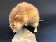 Muscrat love vintage for sale  Geneseo