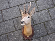 Rehbock präparat jagdtrophäe gebraucht kaufen  Abentheuer, Leisen, Schwollen
