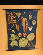 Alte lehrtafel schule gebraucht kaufen  Köln